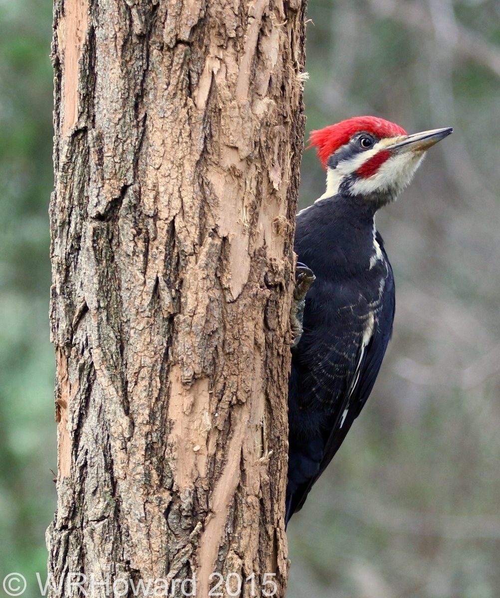 Study In Scarlet 4  - Pileated Woodpecker 